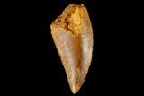 Serrated, Raptor Tooth - Real Dinosaur Tooth #173574-1